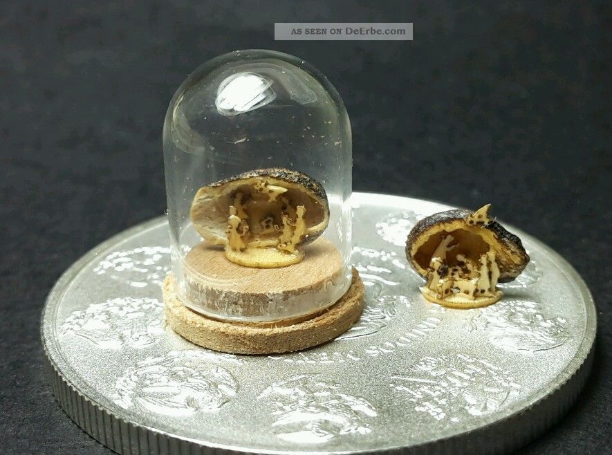 Rar Melon Seed Montiert Krippe Im Glasdom Erzgebirge Sachsen Germany Holzgold Krippen & Krippenfiguren Bild