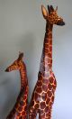2 Giraffen Jacaranda Holz Ostafrika,  Kenia Entstehungszeit nach 1945 Bild 4