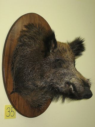 Wildschweinkopf (nr 35) Auf Dem Ovalen Brett,  Keilerzähne Aus Polyesterharz Bild