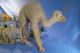 Großes Kamel Von Steiff,  B,  32 Cm / Steiff Camel,  32 Cm Steiff Bild 3