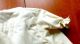 Fant Altes Franz Baby Mantel Cape Cremef Wolle Seide Guipure Spitze M Haube Kleidung Bild 9