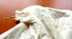 Fant Altes Franz Baby Mantel Cape Cremef Wolle Seide Guipure Spitze M Haube Kleidung Bild 10