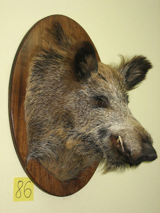 Wildschweinkopf (nr 86) Auf Dem Ovalen Brett,  Keilerzähne Aus Polyesterharz Bild
