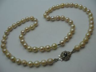 Schöne Echte Alte Salzwasser Perlenkette Mit Einer Schließe Aus 750 Weißgold Bild