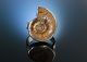 Seventies Grosser Vintage Ring Sterling Silber 925 Ammonit Fossil Versteinerung Ringe Bild 1