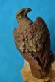Alte Antike Naturgetreue Bronzefigur Adlerfigur Auf Stein Um 1900 Bronze Bild 5