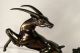WunderschÖne Art Déco Skulptur Figur Statue Gazelle Und Jagender Hund Jagd & Fischen Bild 2