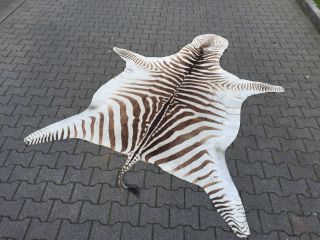 Afrikanisches Zebrafell 2600 X 1900 Mm Bild