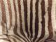 Afrikanisches Zebrafell 2600 X 1900 Mm Jagd & Fischen Bild 2