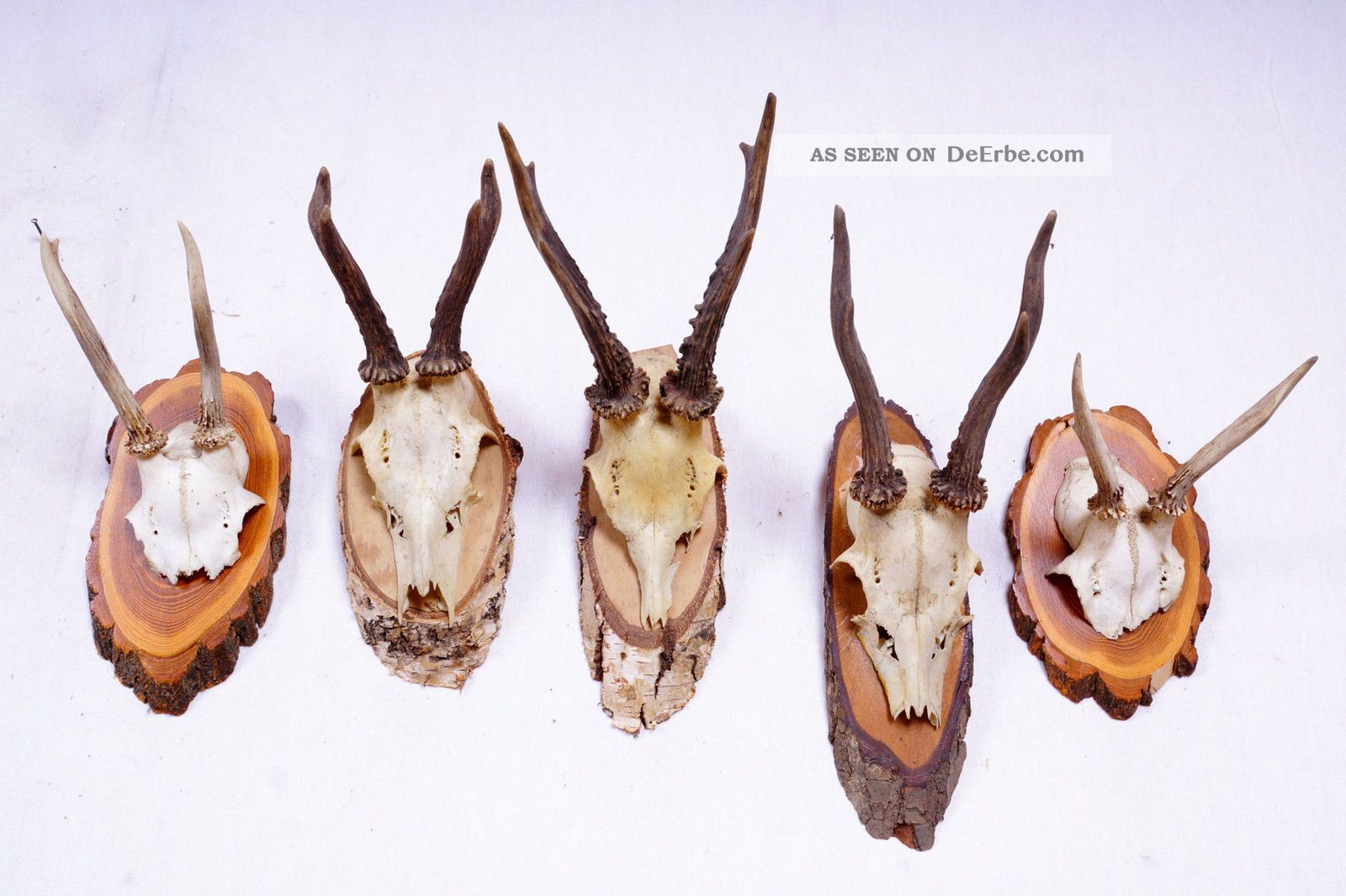 5 Rehgeweihe Auf Naturholzbretter Roe Deer Trophies Jagd & Fischen Bild