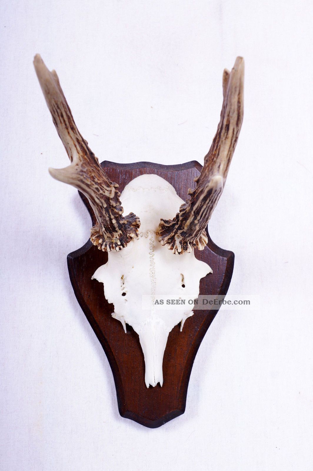 Schönes 6 Ender Rehgeweih Auf Trophäenbrett Roe Deer Trophy Jagd & Fischen Bild