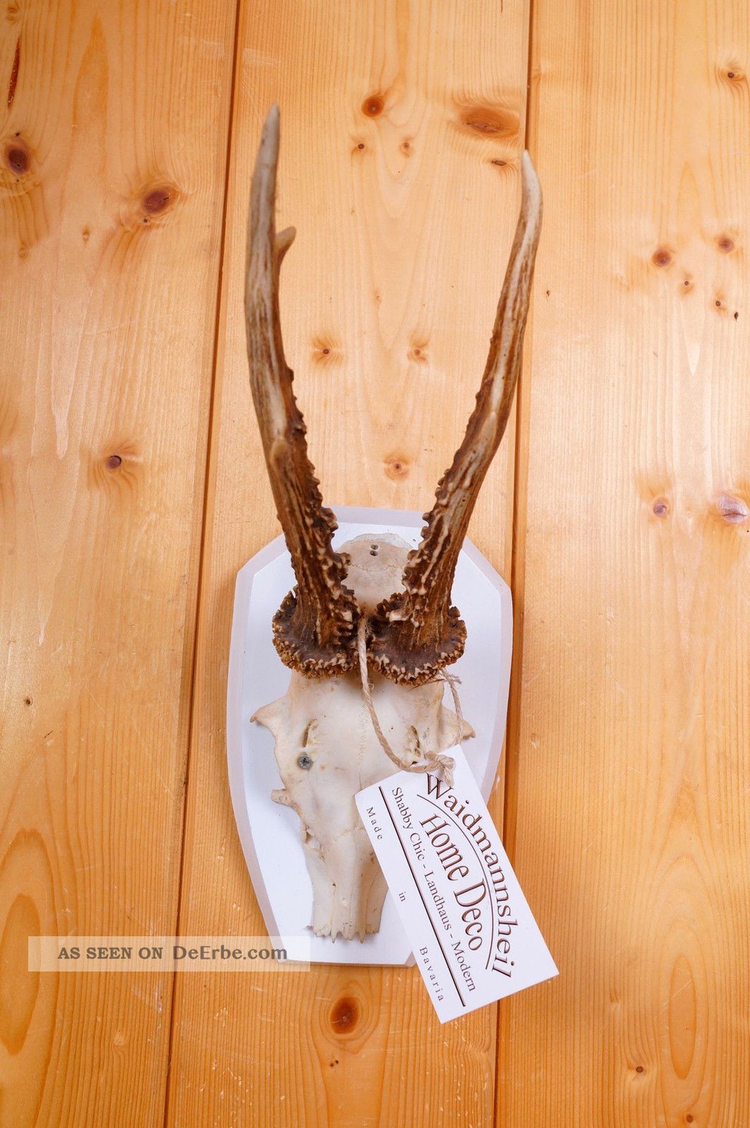 Shabby Chic Ungerades 6 Ender Rehgeweih Auf Trophäenbrett In Vintage Weiß Jagd & Fischen Bild