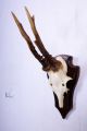 Ungerades 6 Ender Rehgeweih Auf Trophäenbrett Roe Deer Trophy Jagd & Fischen Bild 1
