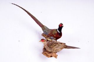 Schönes Jagdfasanen - Paar Pheasant Taxidermy Mit Bescheinigung Bild
