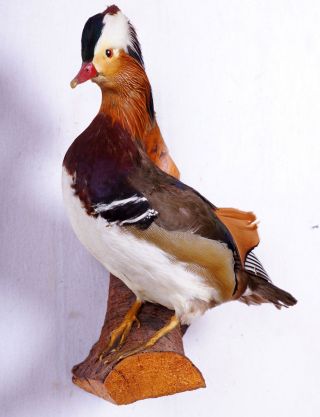 Schöner Mandarinerpel Mandarin Duck Taxidermy Mit Bescheinigung Bild
