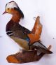 Schöner Mandarinerpel Mandarin Duck Taxidermy Mit Bescheinigung Jagd & Fischen Bild 2
