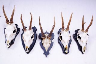 5 Gabler Rehgeweihe Auf Schwarzen Trophäenbretter Roe Deer Trophies Bild