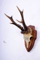 Schönes 6 Ender Rehgeweih Auf Trophäenbrett Roe Deer Trophy Höhe: 26 Cm Jagd & Fischen Bild 1