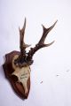 Schönes 6 Ender Rehgeweih Auf Trophäenbrett Roe Deer Trophy Höhe: 26 Cm Jagd & Fischen Bild 2