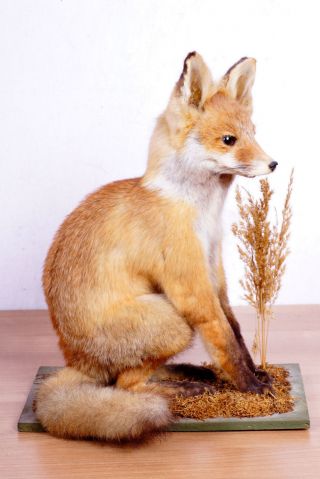 Junger Fuchs Fox Taxidermy Mit Bescheinigung Bild