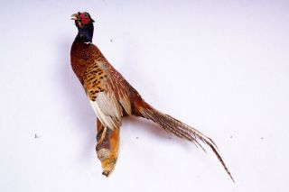 Schöner Jagdfasan Pheasanttaxidermy Mit Bescheinigung Bild