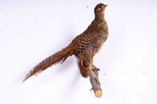 Schöne Jagdfasanhenne Pheasant Taxidermy Mit Bescheinigung Bild