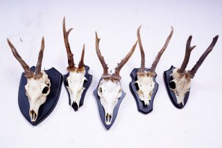 5 Schöne Rehgeweihe Auf Schwarzen Trophäenbretter Roe Deer Trophies Bild
