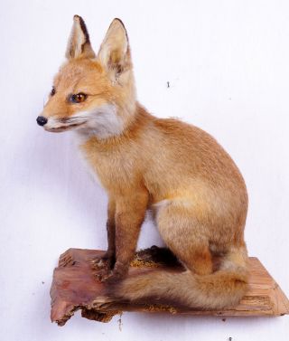 Junger Fuchs Fox Taxidermy Mit Bescheinigung Bild