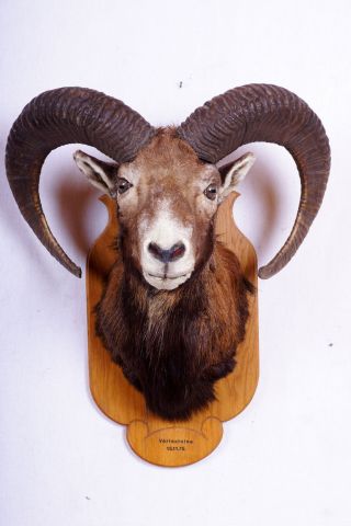 Schönes Mufflon Auf Trophäenbrett Mouflon Taxidermy Mit Bescheinigung Bild