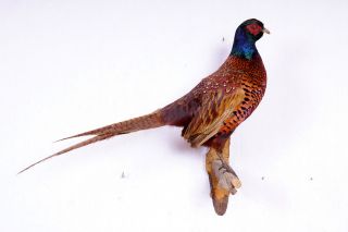 Schöner Jagdfasan Pheasant Taxidermy Mit Bescheinigung Bild