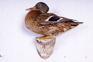 Schöne Stockente Mallard Duck Taxidermy Mit Bescheinigung Bild