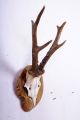 Schönes 6 Ender Rehgeweih Auf Trophäenbrett Roe Deer Trophy Höhe: 32 Cm Jagd & Fischen Bild 2