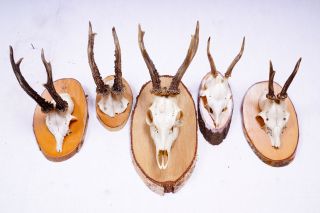 5 Rehgeweihe Auf Naturholzbretter Roe Deer Trophies Bild