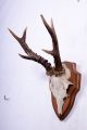 Schönes 6 Ender Rehgeweih Auf Trophäenbrett Roe Deer Trophy Höhe: 29 Cm Jagd & Fischen Bild 1