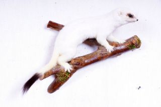 Weißes Hermelin Stoat Taxidermy Mit Bescheinigung Bild
