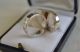 Schöner Ausgefallener Großer Massiver Silber 925 Bernsteinring Ringe Bild 3