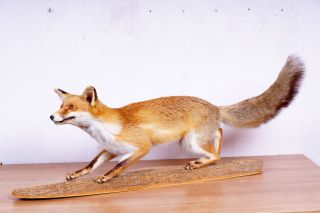 Schöner Fuchs Fox Taxidermy Mit Bescheinigung Bild
