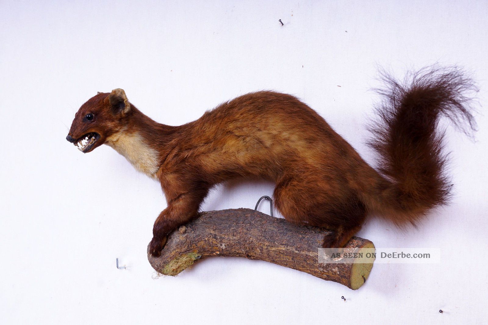 Schöner Baum Marder Pine Marten Taxidermy Mit Bescheinigung Jagd & Fischen Bild