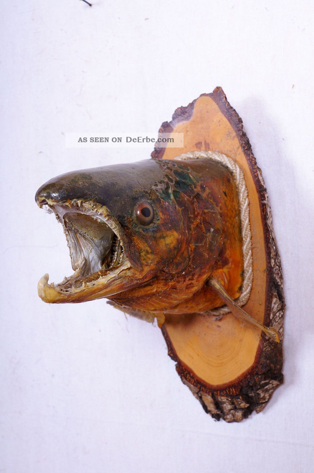 Alter Fischkopf Auf Trophäenbrett Fish Taxidermy Auslage: 25 Cm Jagd & Fischen Bild