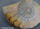 Schmuck Schmuckstück Ammonit Brosche Schnecke Versteinerung Anstecknadel Broschen Bild 1