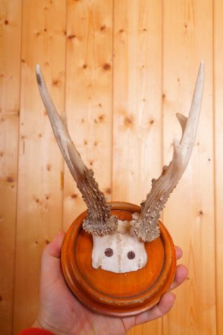 Schönes 6 Ender Rehgehörn Auf Trophäenbrett Roe Deer Trophy Bild