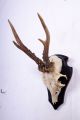 Schönes Gabler Rehgeweih Auf Trophäenbrett Roe Deer Trophy Höhe: 27 Cm Jagd & Fischen Bild 1